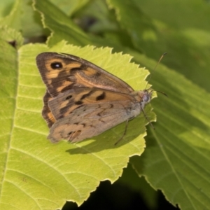 Heteronympha merope at Smithton, TAS - 10 Feb 2024