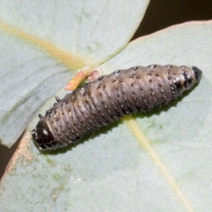 Paropsini sp. (tribe) at Smithton, TAS - 10 Feb 2024