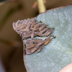 Paropsini sp. (tribe) at Smithton, TAS - 10 Feb 2024