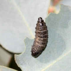 Paropsini sp. (tribe) at Smithton, TAS - 10 Feb 2024 04:20 PM