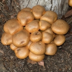 Unidentified Cap on a stem; gills below cap [mushrooms or mushroom-like] at suppressed - 10 Feb 2024 by AlisonMilton