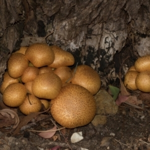 Gymnopilus junonius at Smithton, TAS - 10 Feb 2024