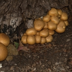 Gymnopilus junonius at Smithton, TAS - 10 Feb 2024 04:19 PM