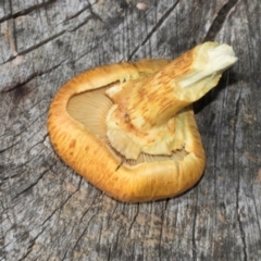 Gymnopilus junonius at Smithton, TAS - 10 Feb 2024