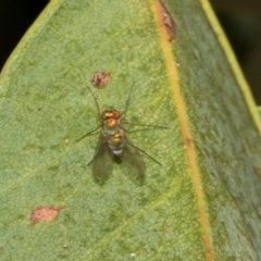 Parentia sp. (a long-legged fly) at Smithton, TAS - 10 Feb 2024 by AlisonMilton