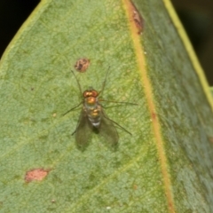 Unidentified Long-legged Fly (Dolichopodidae) at suppressed - 10 Feb 2024 by AlisonMilton