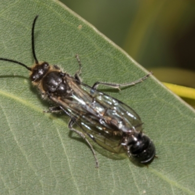 Unidentified Wasp (Hymenoptera, Apocrita) at Smithton, TAS - 10 Feb 2024 by AlisonMilton