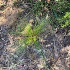 Nassella trichotoma (Serrated Tussock) at Watson, ACT - 25 Mar 2024 by waltraud