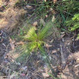 Nassella trichotoma at Mount Majura - 25 Mar 2024