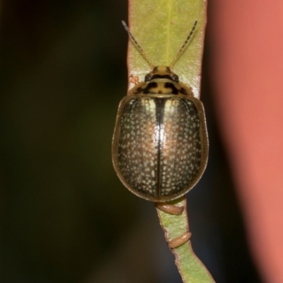 Paropsisterna sp. (genus) (A leaf beetle) at Smithton, TAS - 10 Feb 2024 by AlisonMilton