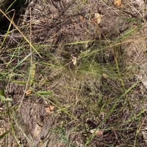 Nassella trichotoma at Mount Majura - 25 Mar 2024