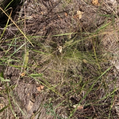 Nassella trichotoma (Serrated Tussock) at Mount Majura - 25 Mar 2024 by waltraud