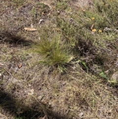 Nassella trichotoma at Mount Majura - 25 Mar 2024