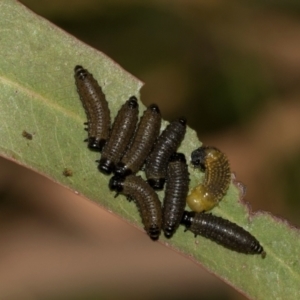 Paropsini sp. (tribe) at Smithton, TAS - 10 Feb 2024