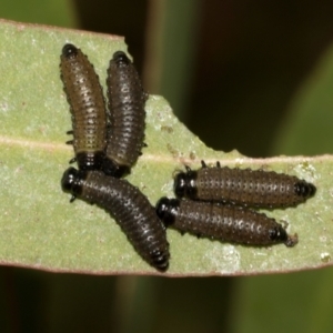 Paropsini sp. (tribe) at Smithton, TAS - 10 Feb 2024