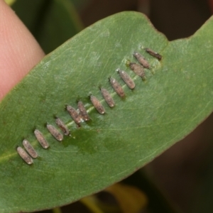 Paropsini sp. (tribe) at Smithton, TAS - 10 Feb 2024