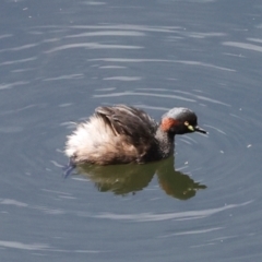 Tachybaptus novaehollandiae (Australasian Grebe) at Smithton, TAS - 10 Feb 2024 by AlisonMilton