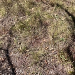 Nassella trichotoma at Mount Majura - 25 Mar 2024 01:45 PM