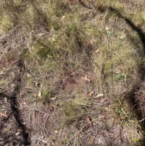 Nassella trichotoma at Mount Majura - 25 Mar 2024