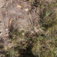 Nassella trichotoma at Mount Majura - 25 Mar 2024