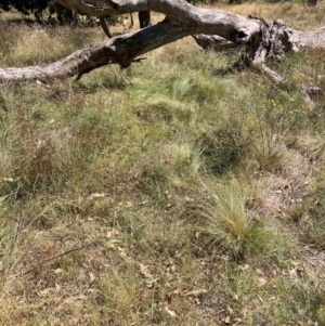 Nassella trichotoma at Mount Majura - 25 Mar 2024