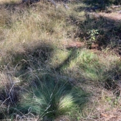 Nassella trichotoma (Serrated Tussock) at Mount Majura - 25 Mar 2024 by waltraud