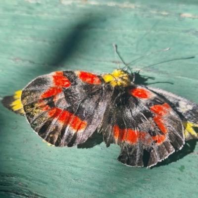 Delias harpalyce (Imperial Jezebel) at National Arboretum Woodland - 20 Mar 2024 by galah681