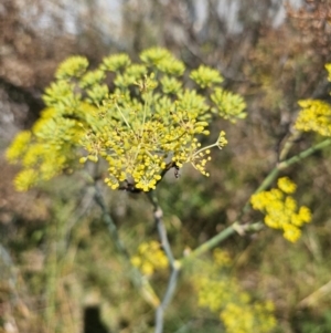 Foeniculum vulgare at Fyshwick, ACT - 25 Mar 2024 11:39 AM