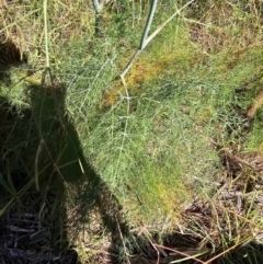 Foeniculum vulgare at Fyshwick, ACT - 25 Mar 2024