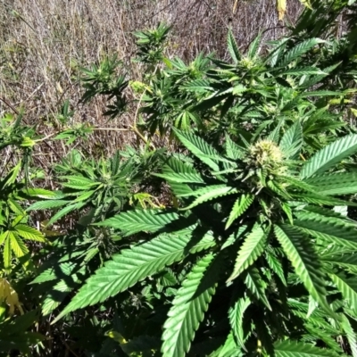 Cannabis sativa (Indian Hemp) at Fyshwick, ACT by Jiggy