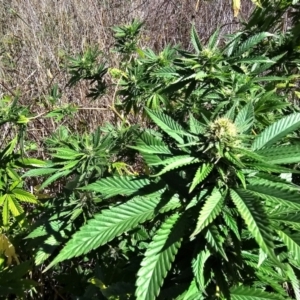Cannabis sativa at suppressed - 25 Mar 2024