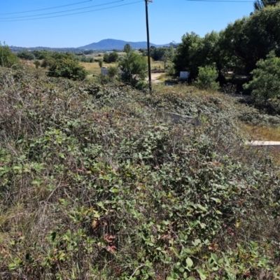 Rubus anglocandicans (Blackberry) at Central Molonglo - 25 Mar 2024 by Jiggy