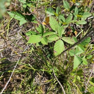 Rubus anglocandicans at Central Molonglo - 25 Mar 2024