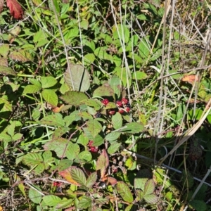Rubus anglocandicans at Central Molonglo - 25 Mar 2024