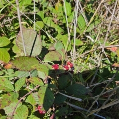 Rubus anglocandicans at Central Molonglo - 25 Mar 2024