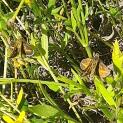 Taractrocera papyria (White-banded Grass-dart) at Yarralumla, ACT - 21 Mar 2024 by galah681