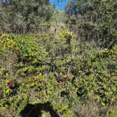 Pyracantha angustifolia (Firethorn, Orange Firethorn) at Fyshwick, ACT - 24 Mar 2024 by Jiggy