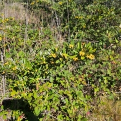 Pyracantha angustifolia at Fyshwick, ACT - 25 Mar 2024