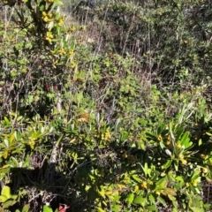 Pyracantha angustifolia at Fyshwick, ACT - 25 Mar 2024