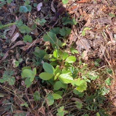 Viburnum tinus (Laurustinus) at Mount Majura - 25 Mar 2024 by waltraud