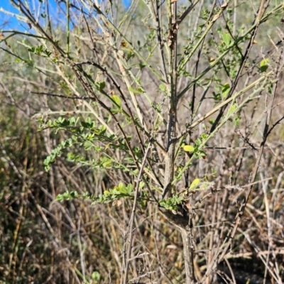 Cytisus scoparius subsp. scoparius (Scotch Broom, Broom, English Broom) at Fyshwick, ACT - 25 Mar 2024 by Jiggy