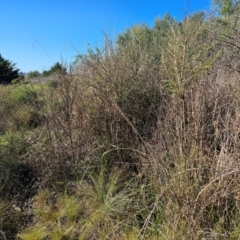 Cytisus scoparius subsp. scoparius at Fyshwick, ACT - 25 Mar 2024