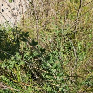 Cytisus scoparius subsp. scoparius at Fyshwick, ACT - 25 Mar 2024