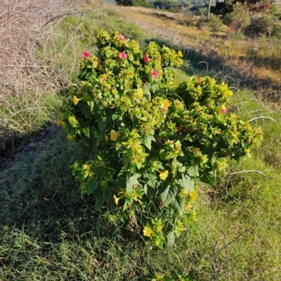 Mirabilis jalapa (Four O'clock Plant or Marvel of Peru) at Fyshwick, ACT - 24 Mar 2024 by Jiggy