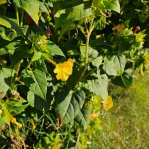 Mirabilis jalapa at Fyshwick, ACT - 25 Mar 2024 09:11 AM