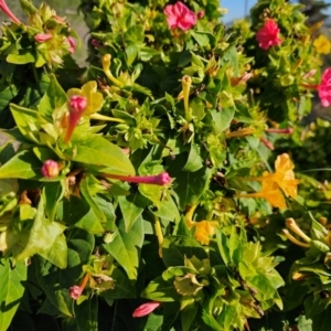 Mirabilis jalapa at Fyshwick, ACT - 25 Mar 2024 09:11 AM