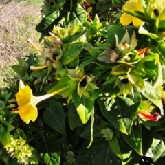 Mirabilis jalapa at Fyshwick, ACT - 25 Mar 2024 09:11 AM