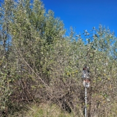 Populus alba (White Poplar) at Fyshwick, ACT - 24 Mar 2024 by Jiggy