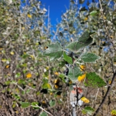 Populus alba at Fyshwick, ACT - 25 Mar 2024