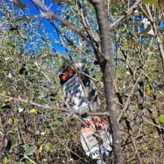 Populus alba at Fyshwick, ACT - 25 Mar 2024